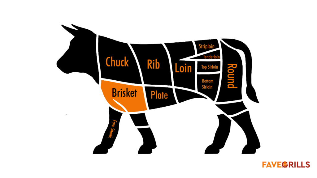 Where Is Brisket Located In A Cow